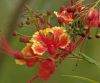 Peacock Flower by Arun Prabhu