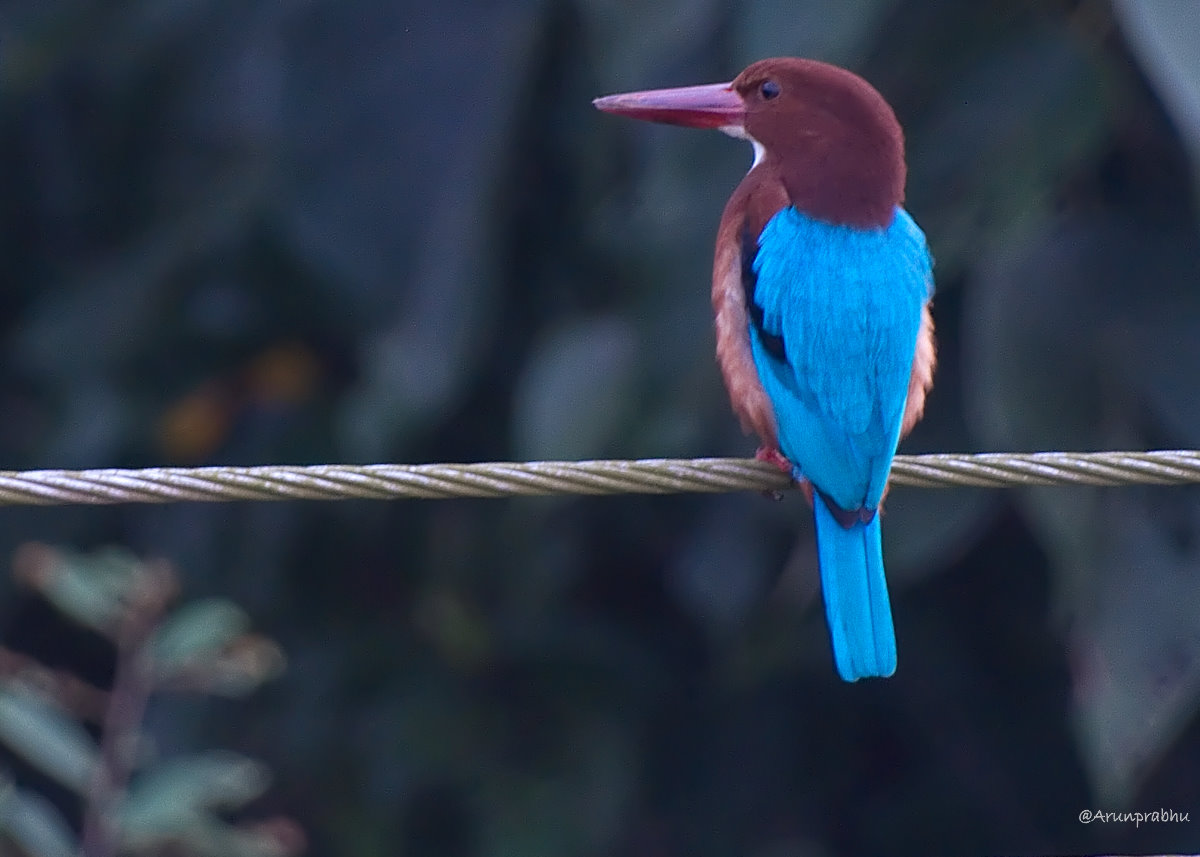 White Throated Kingfisher - 1