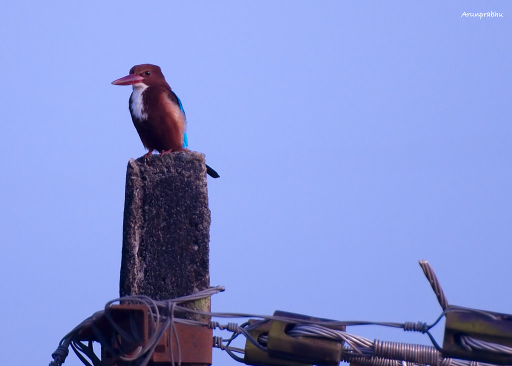 White Throated Kingfisher -2