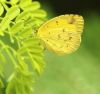 Yellow Orange Tip by Arun Prabhu