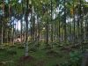 Stately Trees by Arun Prabhu