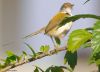 Common Tailorbird by Arun Prabhu