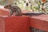 Indian Palm Squirrel (3) by Arun Prabhu