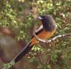 Rufous Treepie