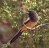 Rufous Treepie by Arun Prabhu