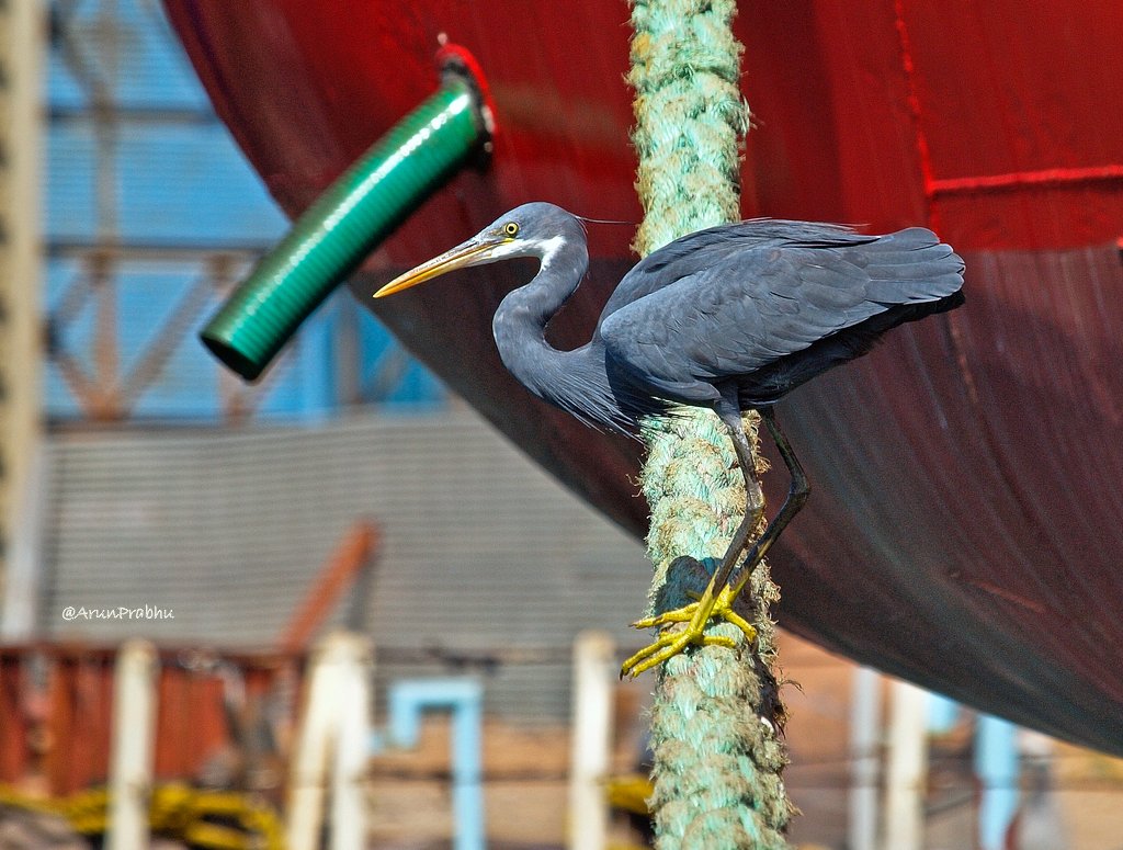 At the docks!