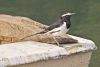 White-browed wagtail by Arun Prabhu