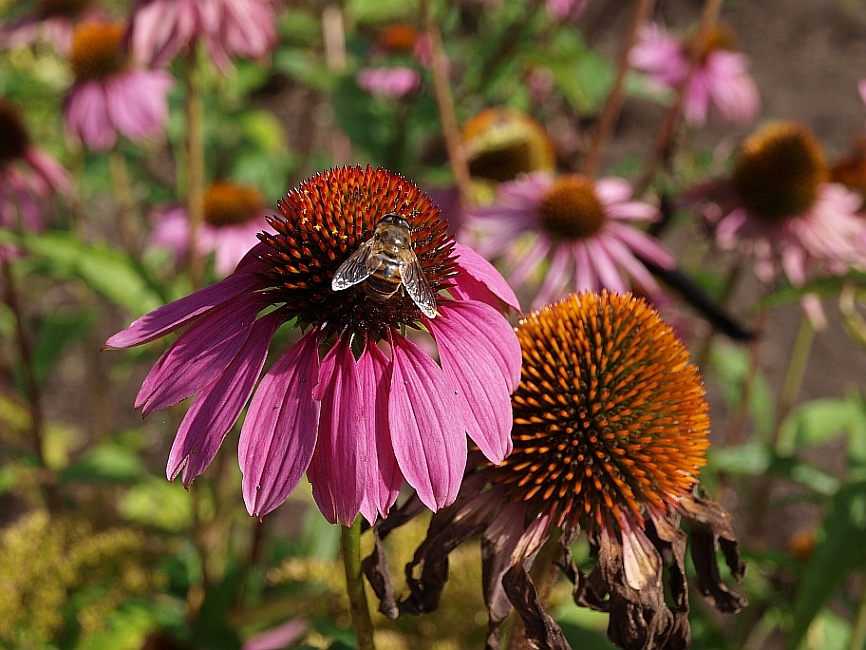 Bee on flower