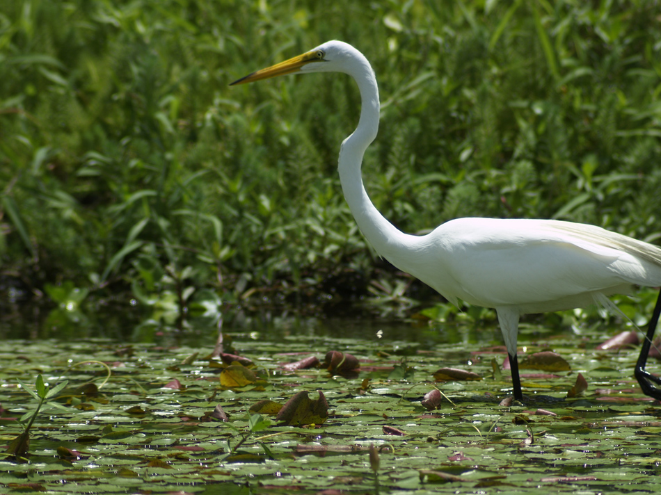 Egret