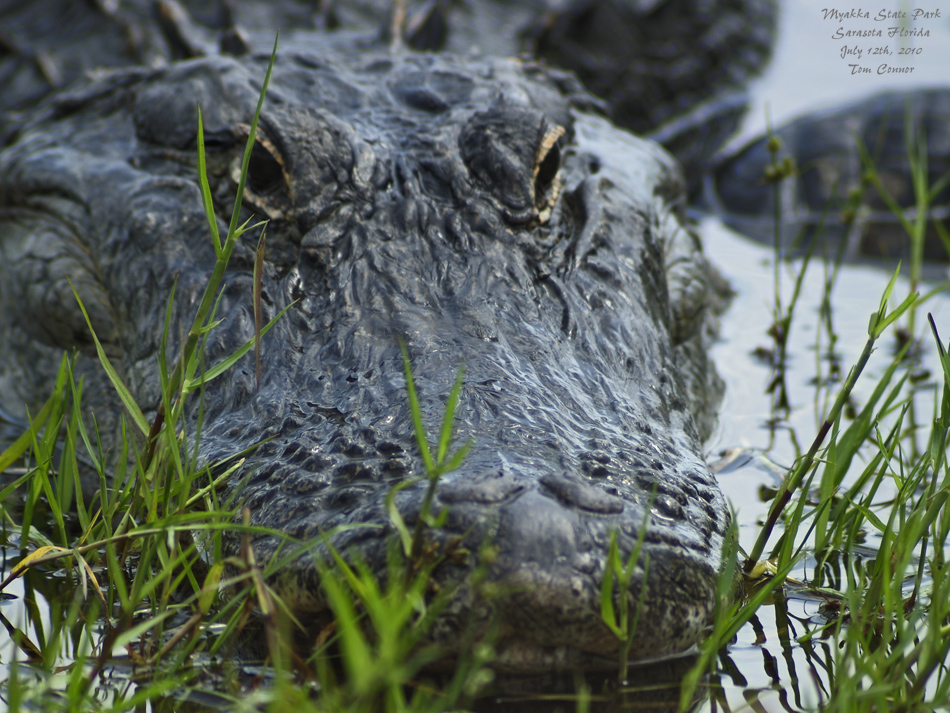 Myakka Gator