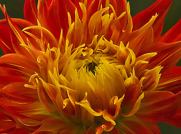 Firecracker Dahlia