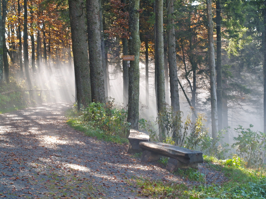 Zauberwald