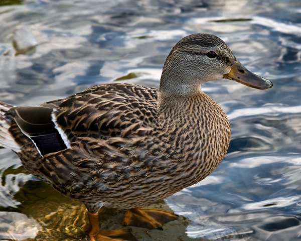 Duck 2