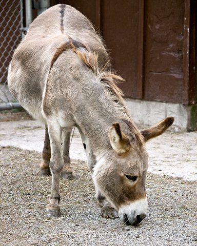 Donky
