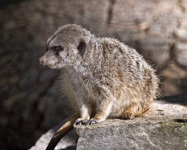 Meercat