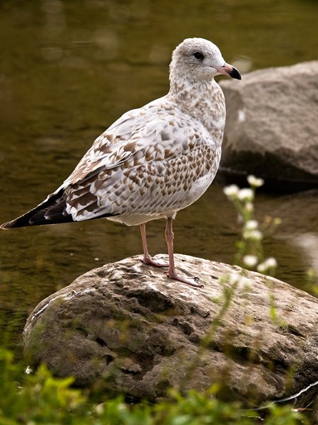 Seagull 1