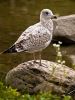 Seagull 1 by Jason Gordon