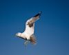 Bird in Flight