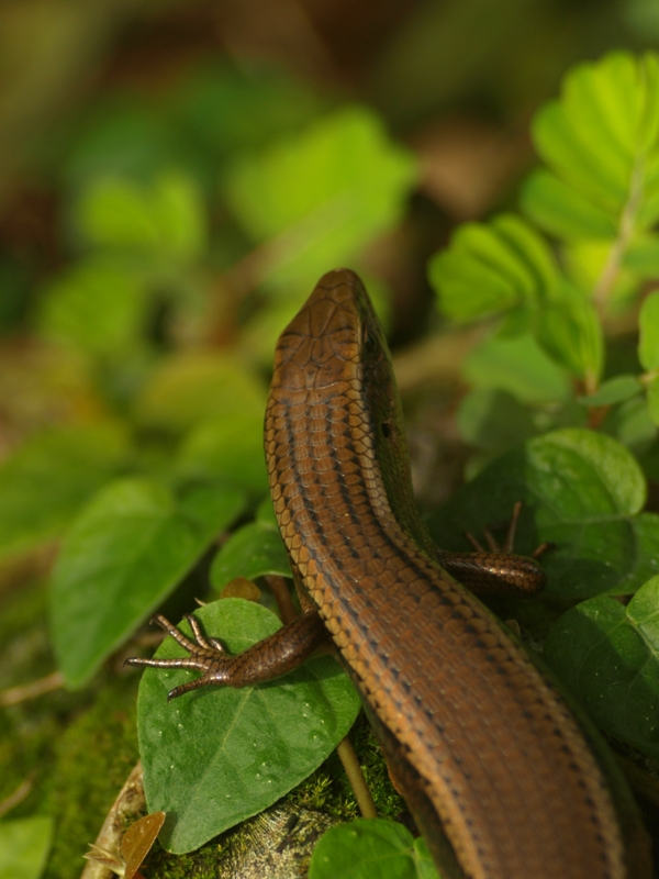 Lizard
