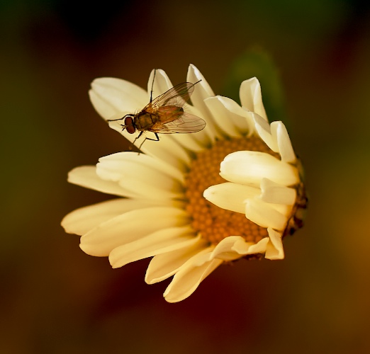 Fly II