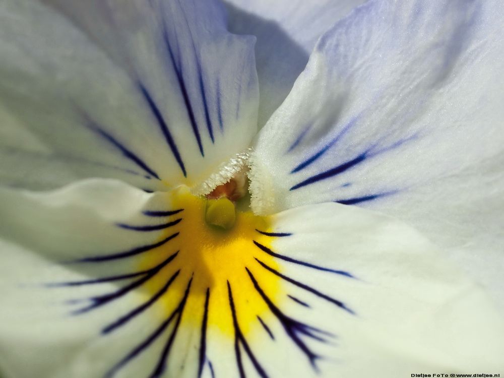 viola
