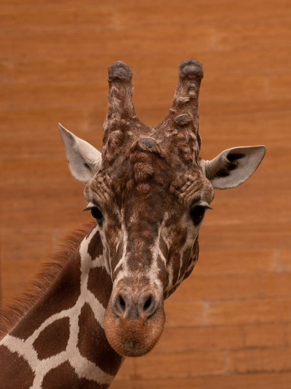 giraffe at eye level 1