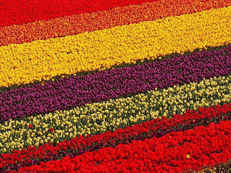 tulip field