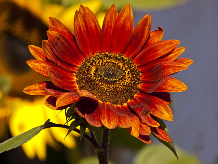 sunflower - high red sun