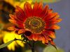 sunflower - high red sun by dj de mos