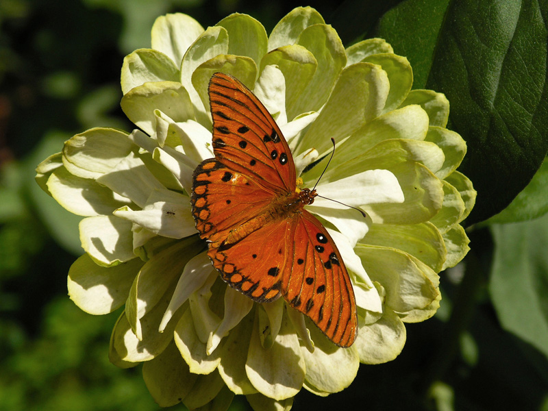 Orange Butterfly