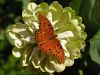 Orange Butterfly by Mark Lester