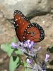 Orange and Black Butterfly by Mark Lester