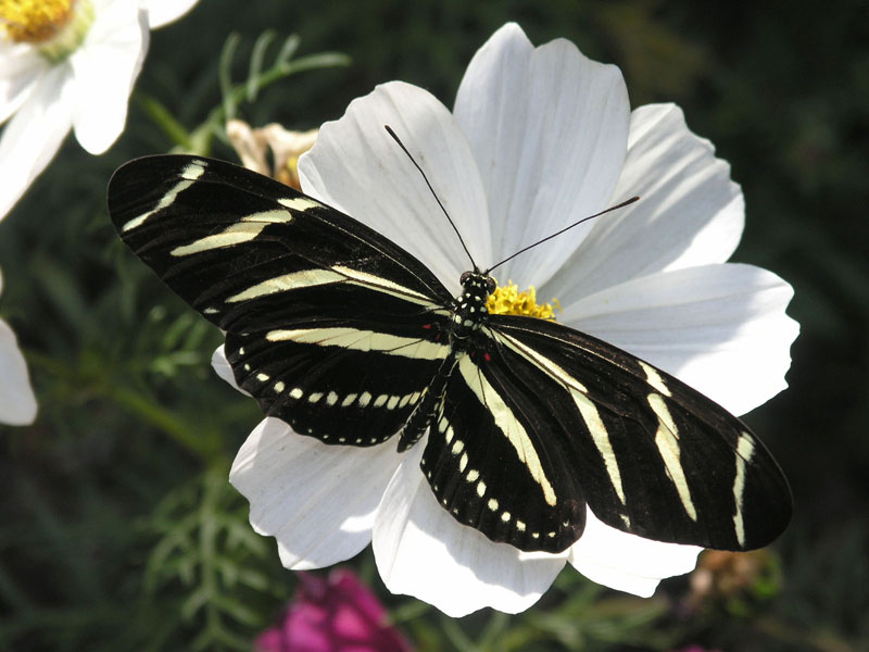 Black Butterfly