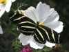 Black Butterfly by Mark Lester
