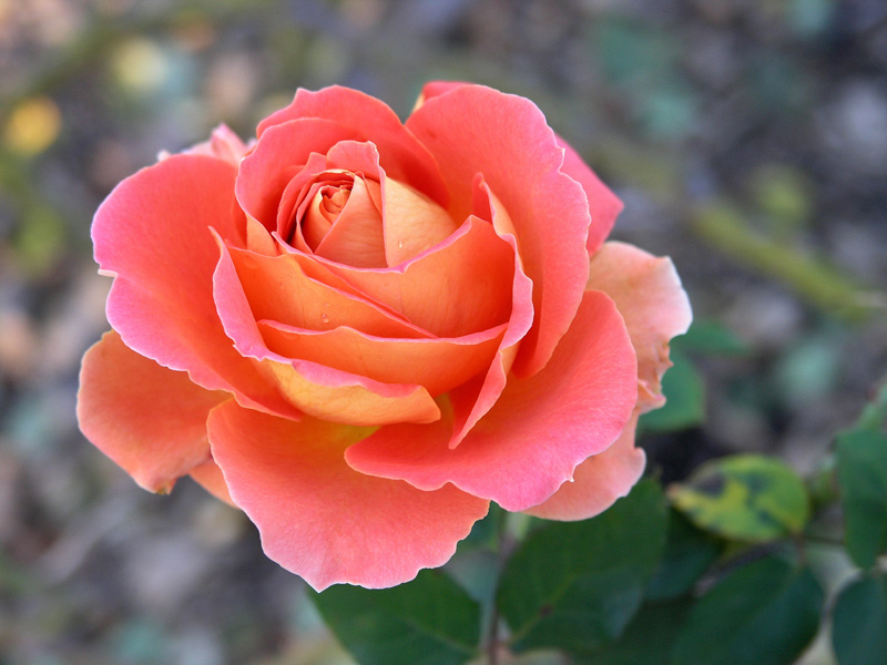 Rose Garden