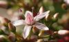 Jade Flower by Mark Lester