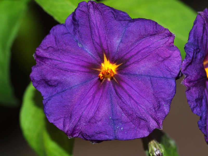 Potato Vine Flower