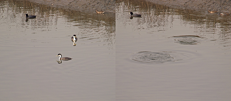 Going, Going, Gone Fishing