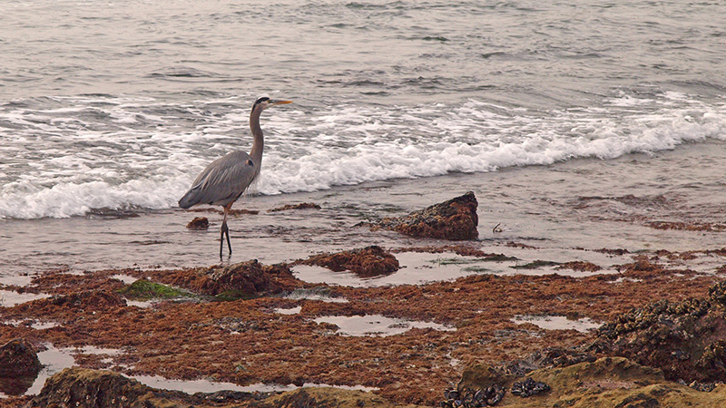 Great Blue Heron at Laguna Beach