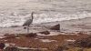 Great Blue Heron at Laguna Beach by Mark Lester