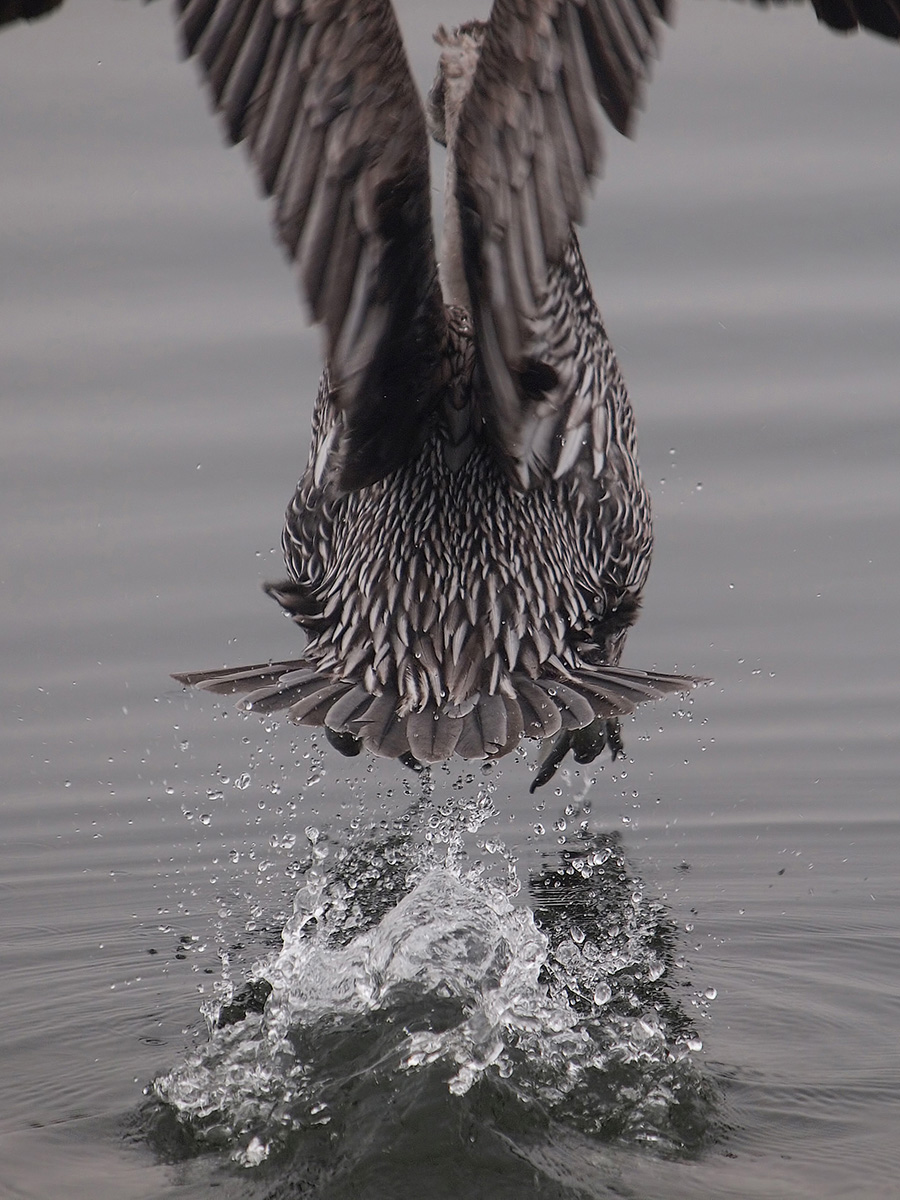 Pelican Takeoff
