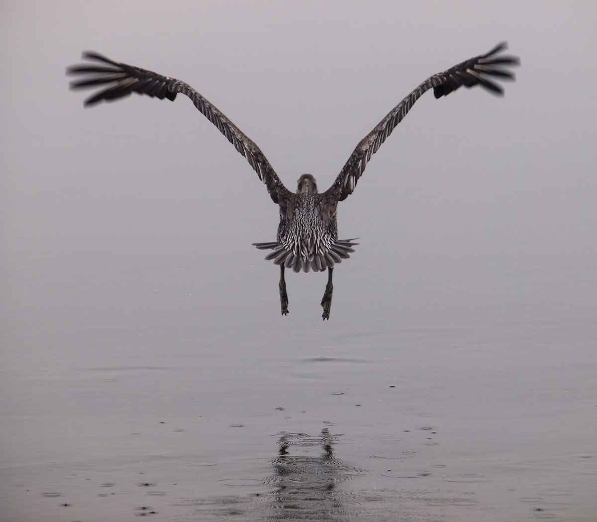Pelican Take Off