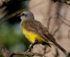 Tropical Kingbird