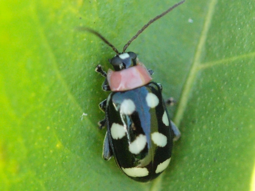 The Bug