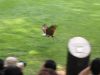 Fly Away