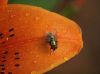 Fly after the rain by Deborah Shupenis