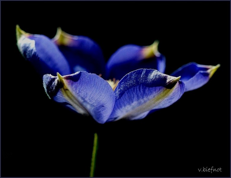 Clematis...