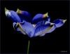 Clematis... by Victor Biefnot