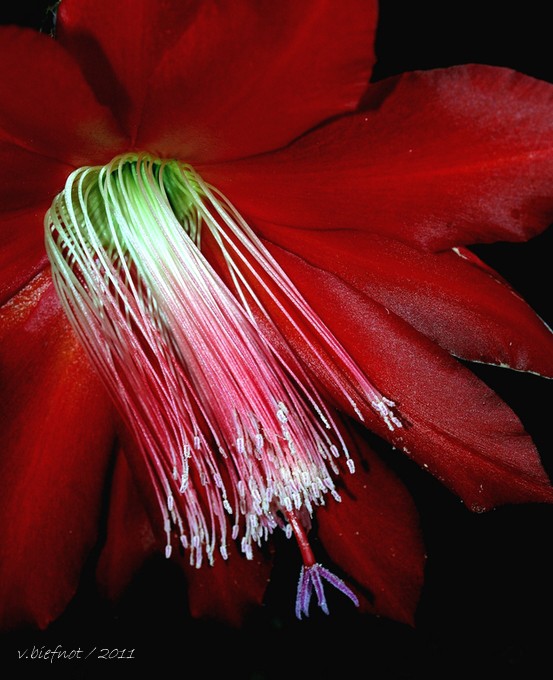 Epiphyllum...