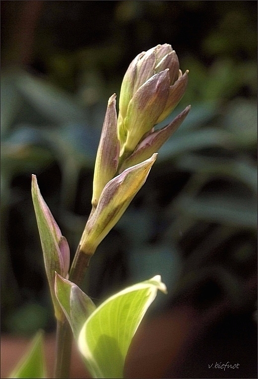 Hosta bud